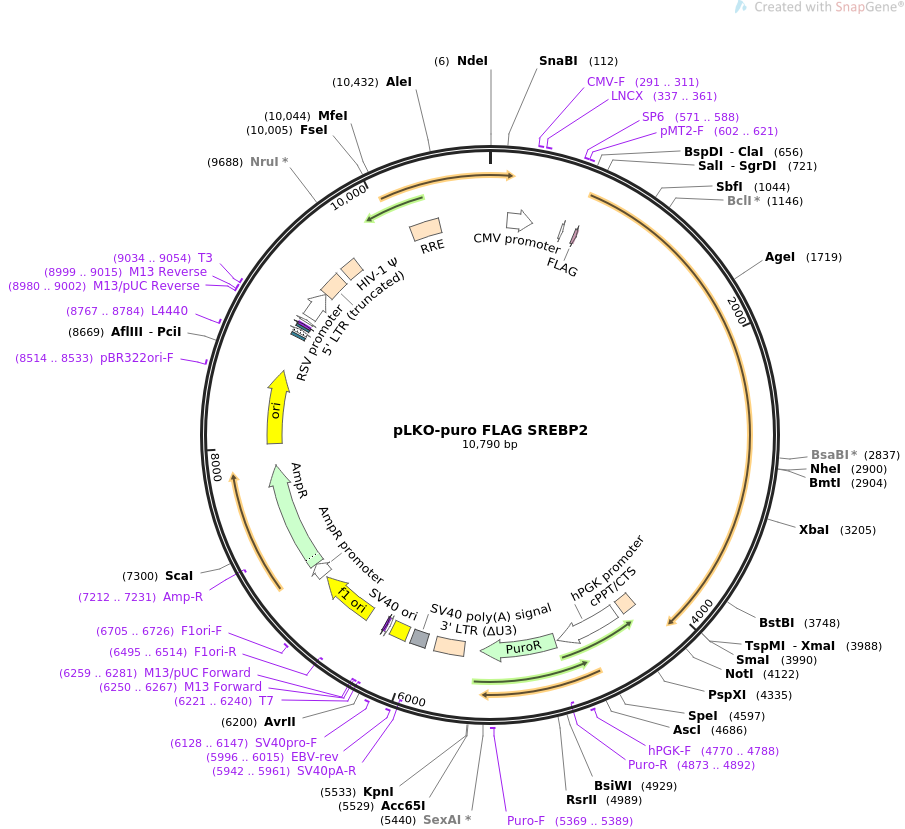pLKO-puro FLAG SREBP2质粒图谱